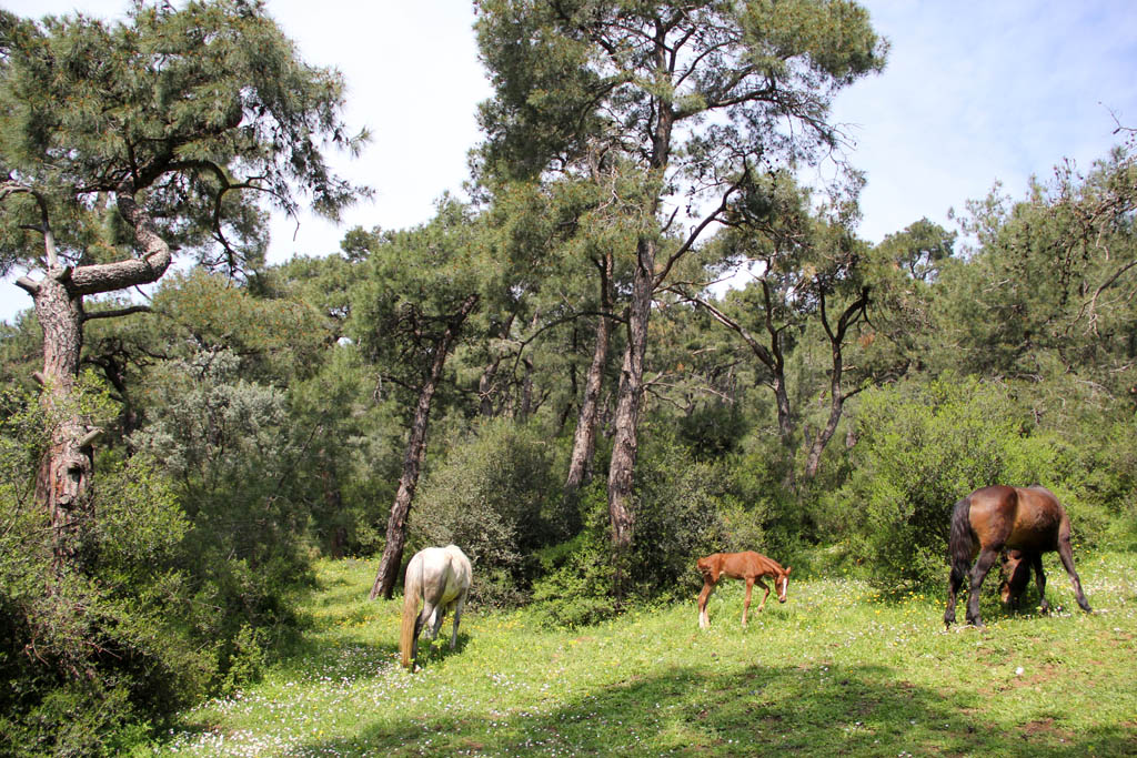 Chevaux en liberté à Büyükada