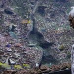 Espèces tropicales à Istanbul Akvaryum