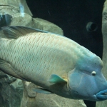 Poisson Napoléon, Istanbul Akvaryum