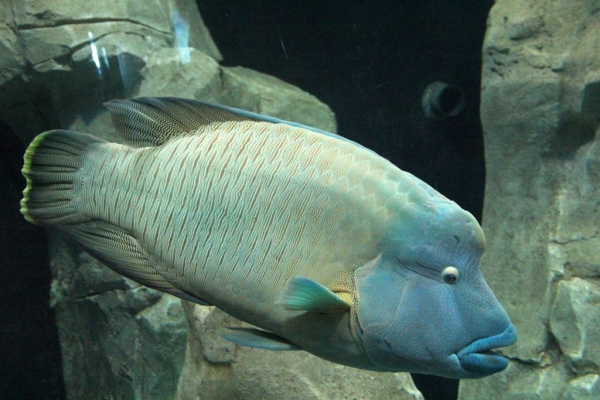 Poisson Napoléon, Istanbul Akvaryum