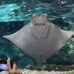 Raie sourire à Istanbul Akvaryum