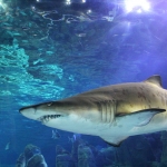 Requin à Istanbul Akvaryum