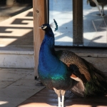 Un des habitants du jardin du musée archéologique d'Alanya