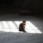 Gli, le chat de Sainte-Sophie