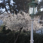 Arbre en fleurs, Istanbul