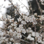 Arbre en fleurs, Istanbul