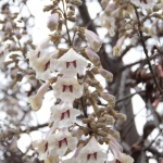 Arbre en fleurs, Küçükyalı-Istanbul