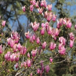 Magnolia, Istanbul