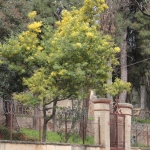 Mimosas, Büyükada