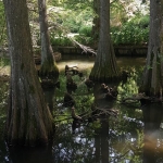 Arboretum Atatürk, Bahçeköy-Istanbul