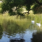 Sur un des plans d'eau de l'arboretum Atatürk à Istanbul