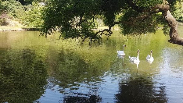 Sur un des plans d'eau de l'arboretum Atatürk à Istanbul