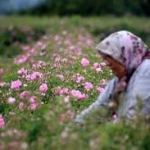 Cueillette de pétales de roses d'Isparta - source Habertürk