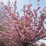 Arbre en fleurs, jardin japonais de Baltalimanı, Istanbul