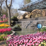 C'est la saison des tulipes à Istanbul