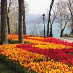 Parterres de tulipes au parc d'Emirgan