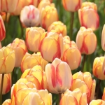 Tulipes du parc d'Emirgan à Istanbul