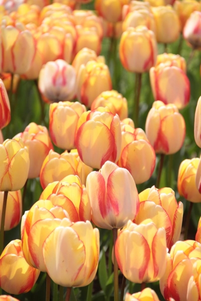 Tulipes du parc d'Emirgan à Istanbul