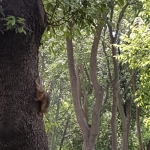 Ecureuil au parc de Yıldız à Istanbul