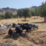 Chèvres de la vallée du Munzur