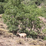 Chèvres sauvages dans les montagnes du Munzur