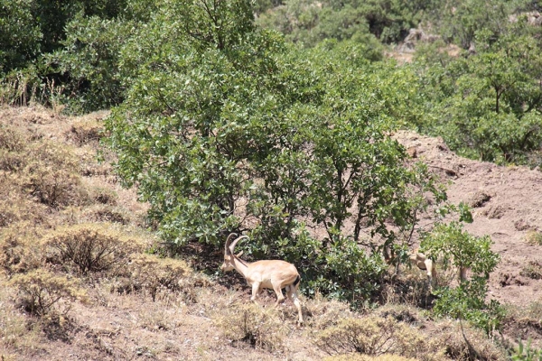 Chèvres sauvages dans les montagnes du Munzur